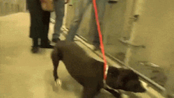 slaydeer:  sixpenceee:  Dog Excited to Get Rescued Since November,
