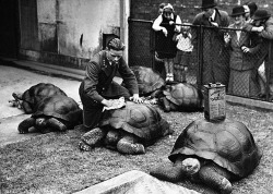 A keeper at London Zoo spruces up his charges for the Easter