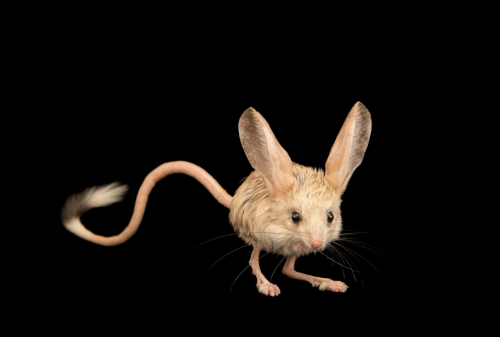 kvetchlandia:Joel Sartore     Long-eared Jerboa, Moscow Zoo,