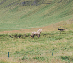 maccalarco: August // 2017 Wild Horses, Iceland 