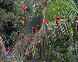 peruvianpics:  Macaws in Tampopata, Madre de Dios Photo by giovannimari