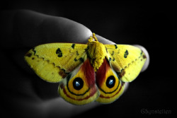 earthlynation:  Automeris io moth