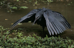 jaminthetardis:  astronomy-to-zoology:  Black Heron (Egretta