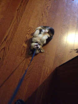 awwww-cute:  I want to walk my new corgi, but his refusal is