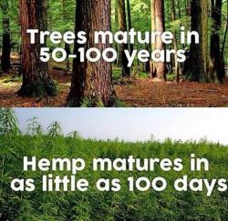 legalizeact:  legalizeact:  #SaveTheTrees   TAKE CLIMATE ACTION“Ensuring