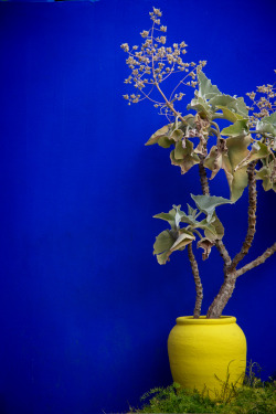 shevyvision:  the famous majorelle blue of the majorelle gardens