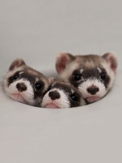 my ferret babies <3