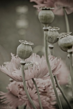 Day of the Triffids (poppy pods)