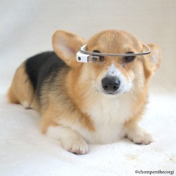 chompersthecorgi:  “We are Corg.  You will be assimilated. 