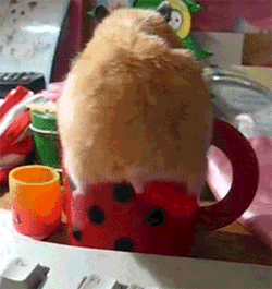 hamsters-in-cups:  Chmurka (in the same mug that Piorko later