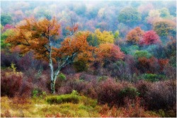 Boundless palette