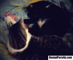 HentaiPorn4u.com Pic- Your cat is absolutely adorable <3 >^.^<