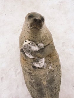 tastefullyoffensive:Aku, the seal, from Mombetsu Land in Hokkaido,