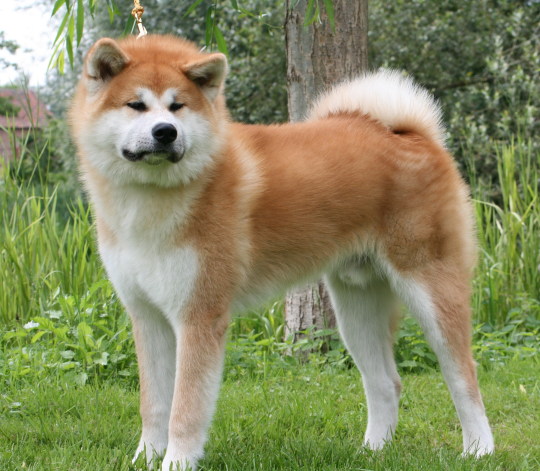 Difference between Shiba Inus and Akitas