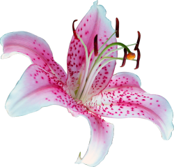 transparent-flowers:  Lilium. 