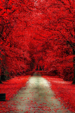 aguysmind:  Autumn Bloody by Dominik Marciszewski | Source |