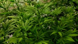 dreamcreamer:  The Remedy a week into flowering. If grown and