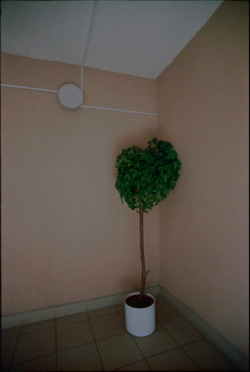 vikikollerova:   A heart-shaped plastic tree in an unlit corner