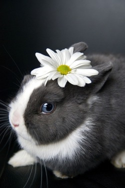 angelicalog:  Tenía que compartir esto en @WeHeartIt http://weheartit.com/entry/175610514/via/alyson_townsend
