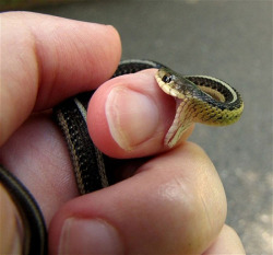 commanderbishoujo:  dandelionofthanatos:  tiny snake i do not