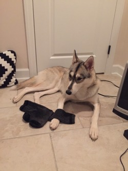 Anyone else’s dog drag their socks/slippers out into another