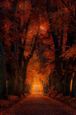 lori-rocks:Autumn Alley, Germany …..by Michael Boehmlaend