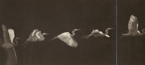 magictransistor:  Ã‰tienne-Jules Marey. Flight of the Heron.1883. 