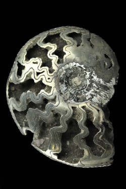 bijoux-et-mineraux: Pyritized Ammonite - Volga River Area, Saratov