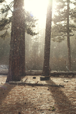 wnderlst:  Snowfall near Butte Lake, California   