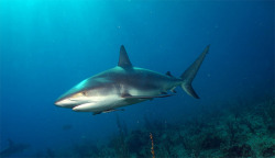 the-shark-blog:  Caribbean Reef shark by jbosben 