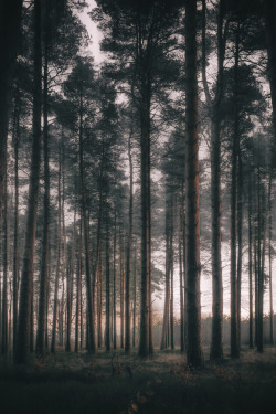 banshy:  Sunrise Woodland // Andi Campbell-Jones   
