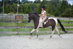 bridle-less:  the fact that i can make a chunky 16.1h horse look