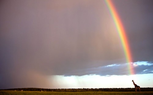 End of the rainbow (Giraffe and passing storm, Kenya)