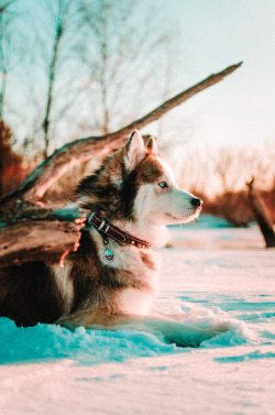 huskiesadventures:On a frozen lake.