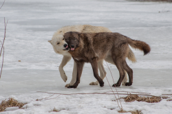 wolveswolves:  By w0lfm@n 