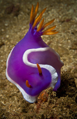 theoceaniswonderful:  Nudibranch by Macdaza 