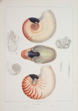 amnhnyc:  The chambered nautilus is a common tropical Indo-West