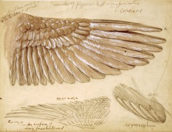 templeofapelles:Study of bird wings Leonardo Da Vinci