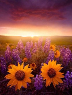 lavender-lovee:  THIS MAKES ME SO HAPPY. Lavender AND sunflowers!!!