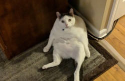 catsuggest:  The diet hasn’t been working…  Relatable. Lol