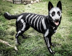 knightofocean:  undeceased:  German Shepherd Dog painted in time