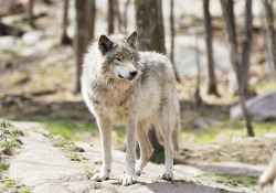 superbnature:  Grey Wolf by SandyThompson http://ift.tt/1qX6fpT