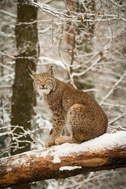 Cooling his heels (Canadian Lynx)