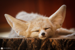 everythingfox: (-.-) 💤 Photo by  Nicolas Croce  He slep <3