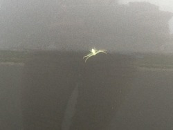 astronomy-to-zoology:Can you ID this spider for me? I live in