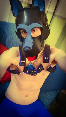 tazor13:  Do you want to play? *wags innocently* ^^  