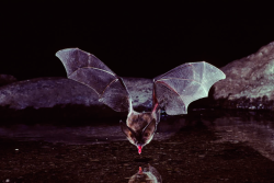 starswaterairdirt:  Townsend’s Big Eared Bat drinking water