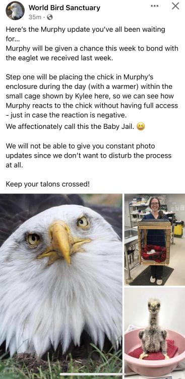 afeelgoodblog:  Murphy, a rescued bald eagle who is known for