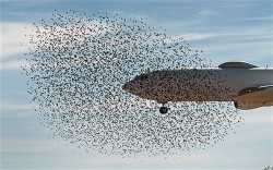 masturbae:  a lot of birds