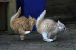 jenn-oddballpunk:  aerylon:  kittehkats: Found on skunkwire.com